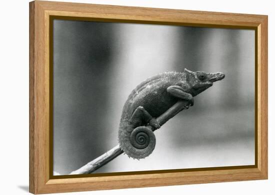 A West Usambara Two-Horned Chameleon, London Zoo, 1927 (B/W Photo)-Frederick William Bond-Framed Premier Image Canvas