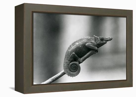 A West Usambara Two-Horned Chameleon, London Zoo, 1927 (B/W Photo)-Frederick William Bond-Framed Premier Image Canvas