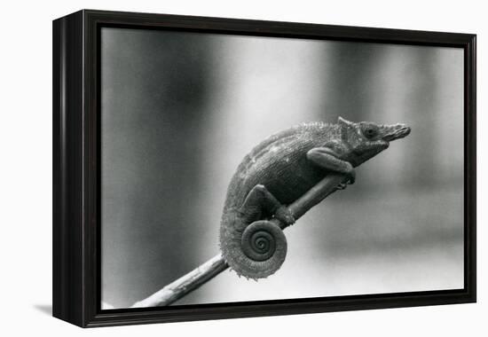 A West Usambara Two-Horned Chameleon, London Zoo, 1927 (B/W Photo)-Frederick William Bond-Framed Premier Image Canvas