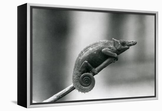 A West Usambara Two-Horned Chameleon, London Zoo, 1927 (B/W Photo)-Frederick William Bond-Framed Premier Image Canvas