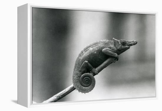 A West Usambara Two-Horned Chameleon, London Zoo, 1927 (B/W Photo)-Frederick William Bond-Framed Premier Image Canvas