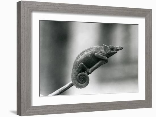 A West Usambara Two-Horned Chameleon, London Zoo, 1927 (B/W Photo)-Frederick William Bond-Framed Giclee Print