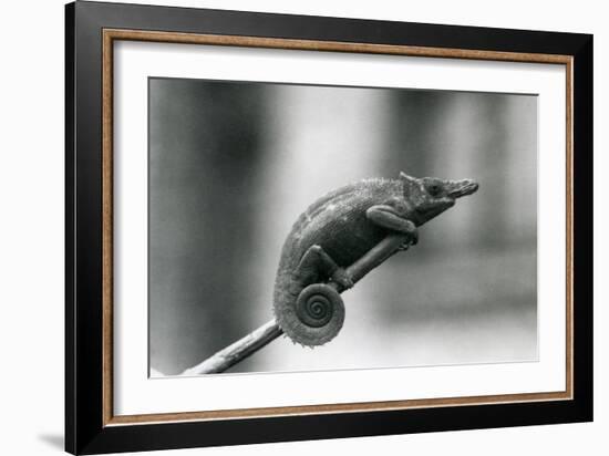 A West Usambara Two-Horned Chameleon, London Zoo, 1927 (B/W Photo)-Frederick William Bond-Framed Giclee Print