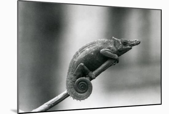 A West Usambara Two-Horned Chameleon, London Zoo, 1927 (B/W Photo)-Frederick William Bond-Mounted Giclee Print