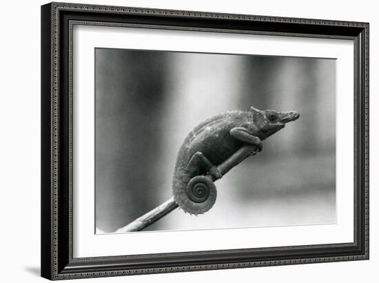 A West Usambara Two-Horned Chameleon, London Zoo, 1927 (B/W Photo)-Frederick William Bond-Framed Giclee Print