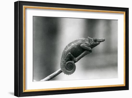 A West Usambara Two-Horned Chameleon, London Zoo, 1927 (B/W Photo)-Frederick William Bond-Framed Giclee Print