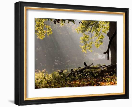A Western Jackdaw, Corvus Monedula, in a Misty Autumn Landscape-Alex Saberi-Framed Photographic Print