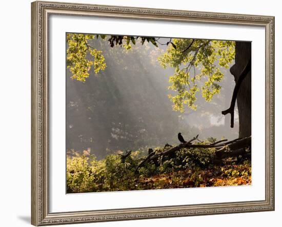 A Western Jackdaw, Corvus Monedula, in a Misty Autumn Landscape-Alex Saberi-Framed Photographic Print