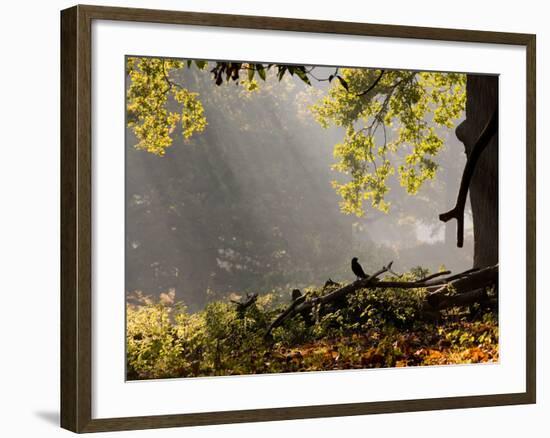 A Western Jackdaw, Corvus Monedula, in a Misty Autumn Landscape-Alex Saberi-Framed Photographic Print