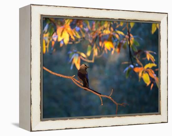 A Western Jackdaw, Corvus Monedula, on a Branch at Sunrise-Alex Saberi-Framed Premier Image Canvas