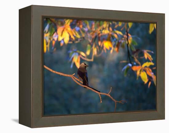 A Western Jackdaw, Corvus Monedula, on a Branch at Sunrise-Alex Saberi-Framed Premier Image Canvas