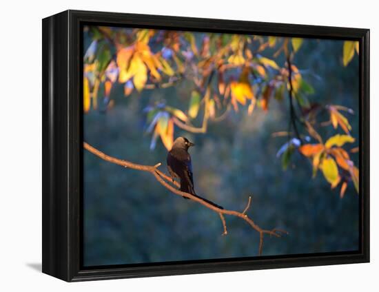 A Western Jackdaw, Corvus Monedula, on a Branch at Sunrise-Alex Saberi-Framed Premier Image Canvas