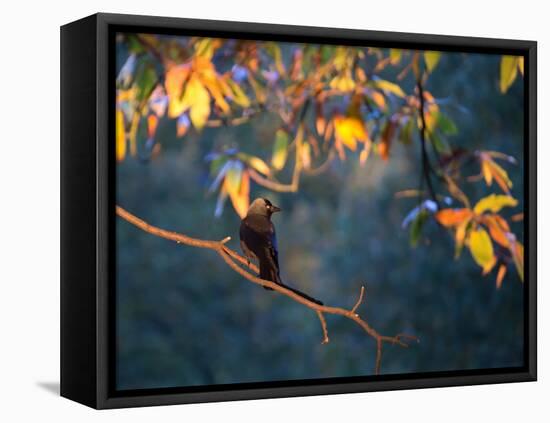 A Western Jackdaw, Corvus Monedula, on a Branch at Sunrise-Alex Saberi-Framed Premier Image Canvas