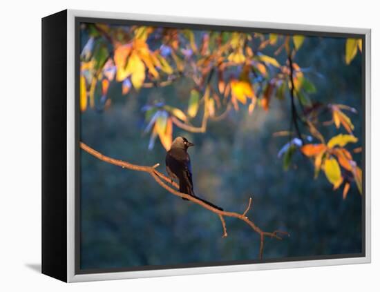 A Western Jackdaw, Corvus Monedula, on a Branch at Sunrise-Alex Saberi-Framed Premier Image Canvas