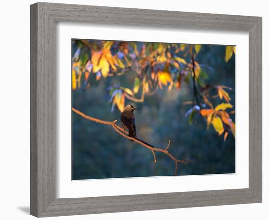 A Western Jackdaw, Corvus Monedula, on a Branch at Sunrise-Alex Saberi-Framed Photographic Print