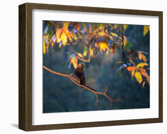 A Western Jackdaw, Corvus Monedula, on a Branch at Sunrise-Alex Saberi-Framed Photographic Print