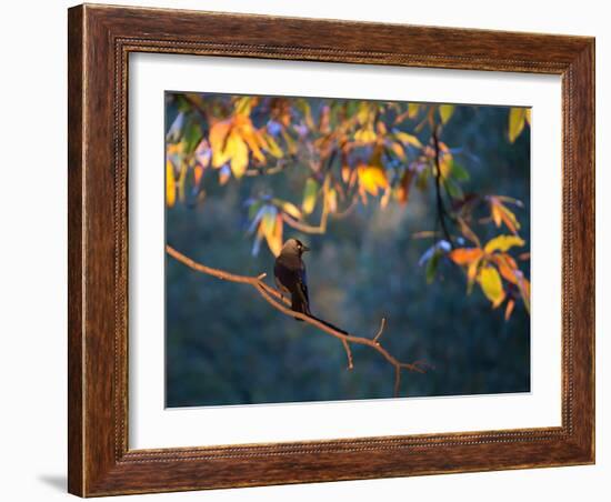 A Western Jackdaw, Corvus Monedula, on a Branch at Sunrise-Alex Saberi-Framed Photographic Print