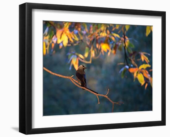 A Western Jackdaw, Corvus Monedula, on a Branch at Sunrise-Alex Saberi-Framed Photographic Print
