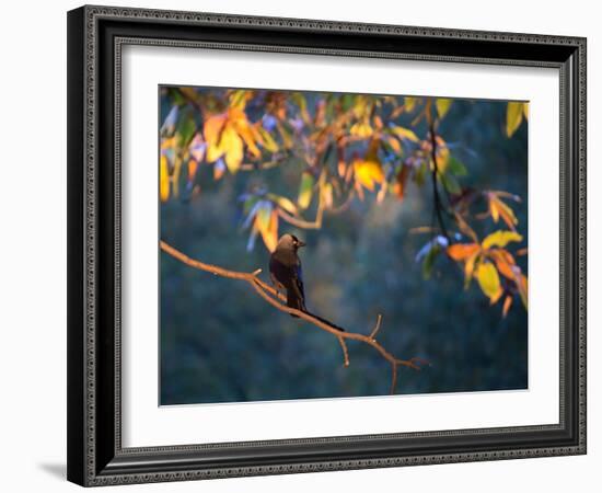 A Western Jackdaw, Corvus Monedula, on a Branch at Sunrise-Alex Saberi-Framed Photographic Print