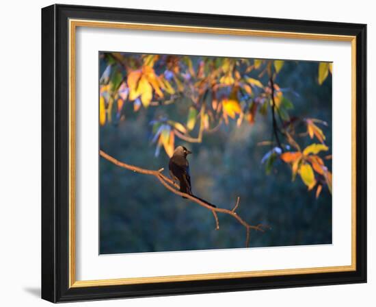 A Western Jackdaw, Corvus Monedula, on a Branch at Sunrise-Alex Saberi-Framed Photographic Print