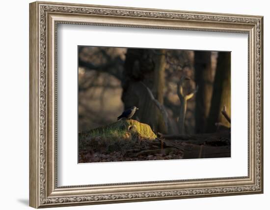 A Western Jackdaw, Corvus Monedula, Perching on a Tree Stump in London's Richmond Park-Alex Saberi-Framed Photographic Print