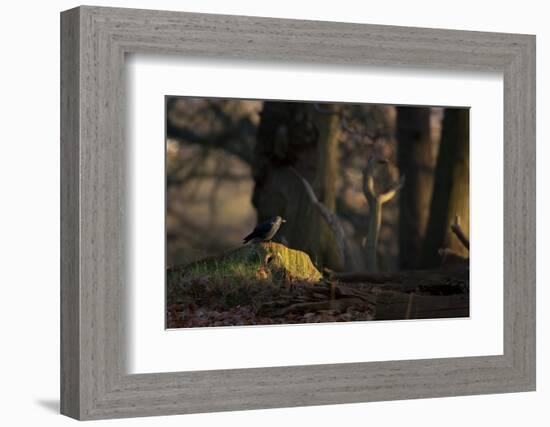 A Western Jackdaw, Corvus Monedula, Perching on a Tree Stump in London's Richmond Park-Alex Saberi-Framed Photographic Print