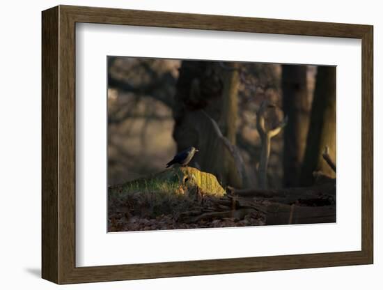 A Western Jackdaw, Corvus Monedula, Perching on a Tree Stump in London's Richmond Park-Alex Saberi-Framed Photographic Print