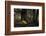 A Western Jackdaw, Corvus Monedula, Perching on a Tree Stump in London's Richmond Park-Alex Saberi-Framed Photographic Print