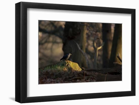 A Western Jackdaw, Corvus Monedula, Perching on a Tree Stump in London's Richmond Park-Alex Saberi-Framed Photographic Print