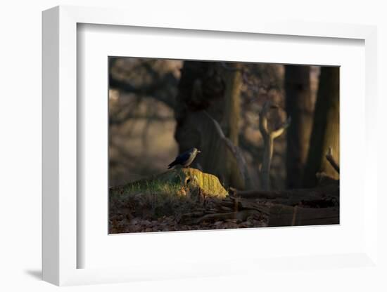 A Western Jackdaw, Corvus Monedula, Perching on a Tree Stump in London's Richmond Park-Alex Saberi-Framed Photographic Print