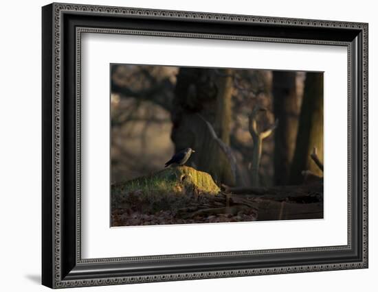 A Western Jackdaw, Corvus Monedula, Perching on a Tree Stump in London's Richmond Park-Alex Saberi-Framed Photographic Print