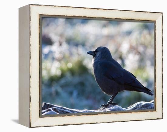 A Western Jackdaw on a Branch on a Cold Winter Morning-Alex Saberi-Framed Premier Image Canvas