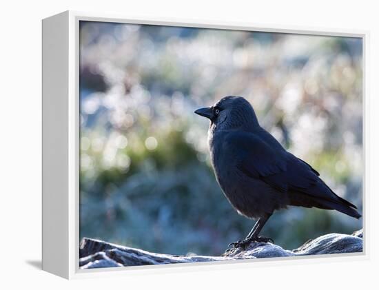 A Western Jackdaw on a Branch on a Cold Winter Morning-Alex Saberi-Framed Premier Image Canvas