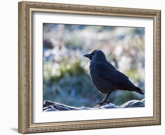 A Western Jackdaw on a Branch on a Cold Winter Morning-Alex Saberi-Framed Photographic Print