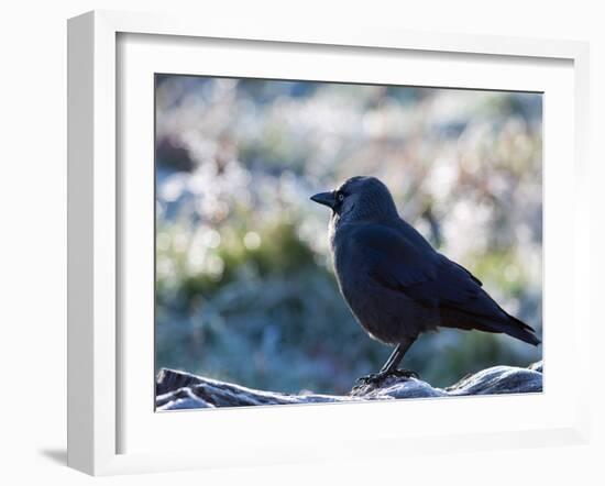 A Western Jackdaw on a Branch on a Cold Winter Morning-Alex Saberi-Framed Photographic Print