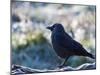 A Western Jackdaw on a Branch on a Cold Winter Morning-Alex Saberi-Mounted Photographic Print