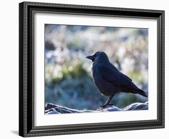 A Western Jackdaw on a Branch on a Cold Winter Morning-Alex Saberi-Framed Photographic Print