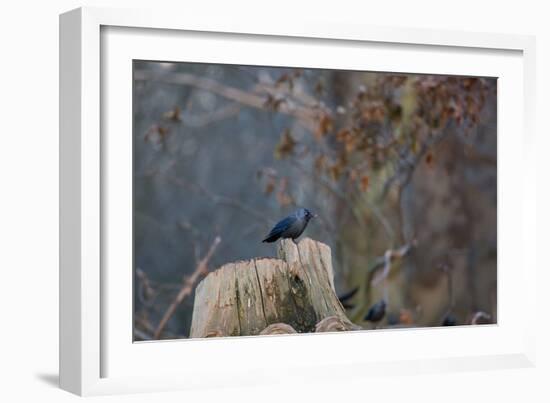 A Western Jackdaw with a Chestnut in its Beak Sits on a Tree Stump on an Early Winter Morning-Alex Saberi-Framed Photographic Print