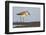 A Western Sandpiper Captures a Midge in a Central California Wetland-Neil Losin-Framed Photographic Print