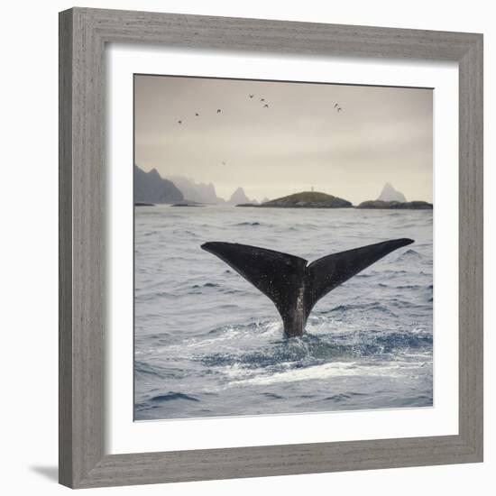 A Whale's Tail-Andreas Stridsberg-Framed Giclee Print