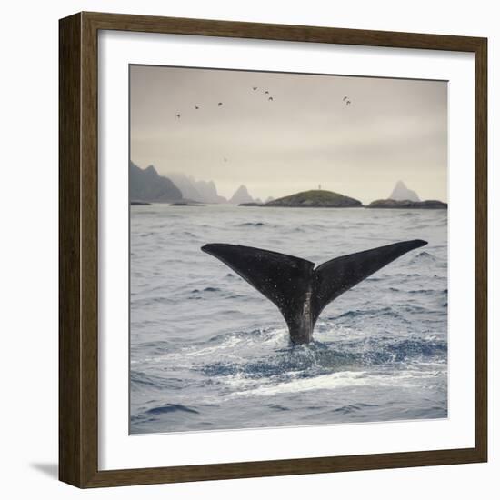 A Whale's Tail-Andreas Stridsberg-Framed Giclee Print