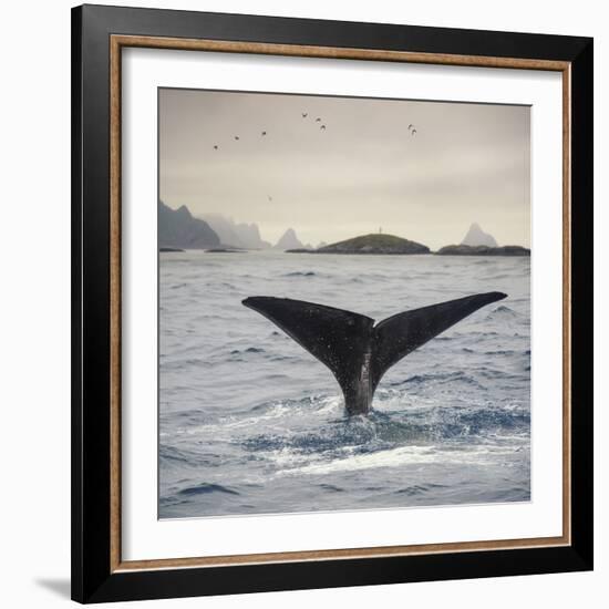 A Whale's Tail-Andreas Stridsberg-Framed Giclee Print