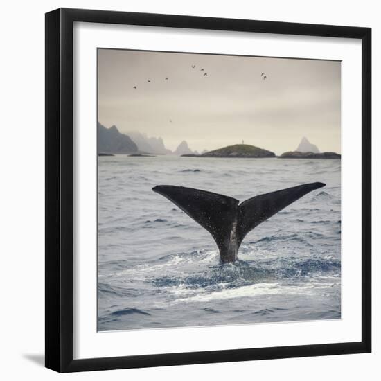 A Whale's Tail-Andreas Stridsberg-Framed Giclee Print