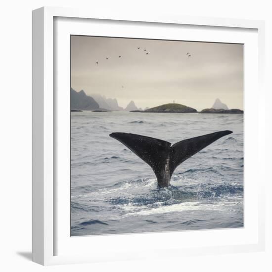 A Whale's Tail-Andreas Stridsberg-Framed Giclee Print