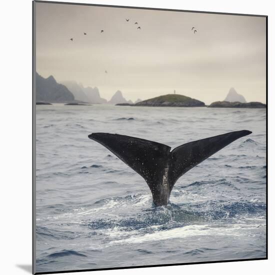 A Whale's Tail-Andreas Stridsberg-Mounted Giclee Print