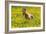 A Whippet Running Through a Meadow Covered in Dandelions-null-Framed Photo