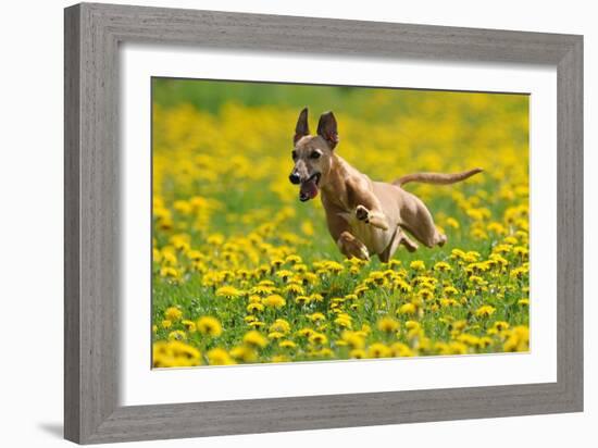 A Whippet Running Through a Meadow Covered in Dandelions-null-Framed Photo