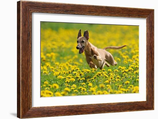 A Whippet Running Through a Meadow Covered in Dandelions-null-Framed Photo