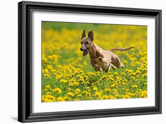 A Whippet Running Through a Meadow Covered in Dandelions-null-Framed Photo