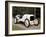 A White 1908 Benz Racer-null-Framed Photographic Print